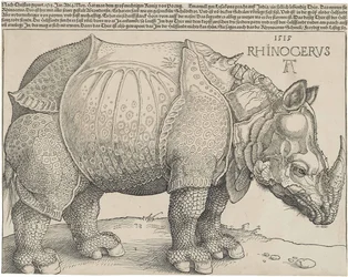 El rinoceronte, 1515